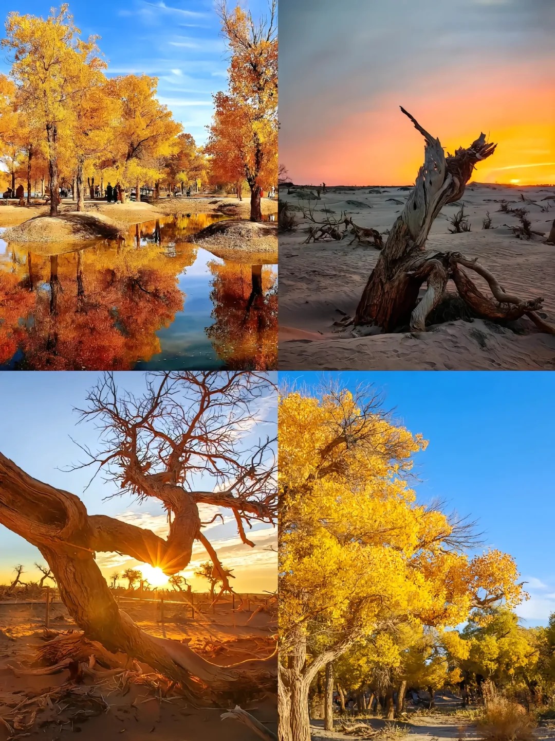当我走进西北的金秋🍂_1_小何的旅行手册_额济纳旗-秋天-来自52tours 我爱旅游网
